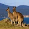 Klokan obrovsky - Macropus giganteus - Eastern Grey Kangaroo 6648